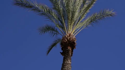 Agave01131392 Stock-Footage 197097854