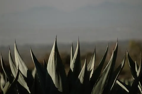 Agaves with space for text in Mexico Stock Photos