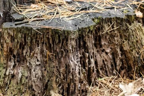 Age Destroyed Stump of a tree Stock Photos