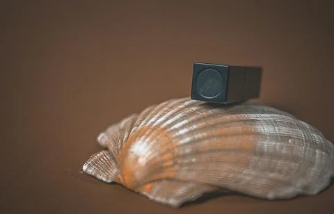 Age makeup. Lipstick in black packaging on large seashells Stock Photos