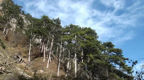 Age-old pine-trees are in the mountains of Crimea Stock Footage 33617211