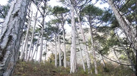 Age-old pine-trees are in the mountains of Crimea Stock-Footage 33617232