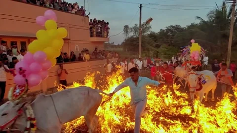 The age-old ritual of cows being made to run on fire during makar sankranti.. Stock Footage 241091098