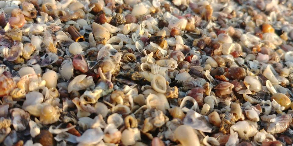 Age of shells on beach Foto stock