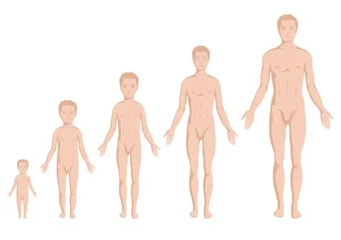 Age stage body Stock Illustration