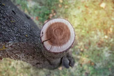 Age of the tree, cut trunk Stock Photos