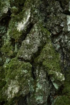 Aged birch tree bark texture. Moss-grown trunk. Close up vertical photo Stock Photos