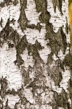 Aged Birch Tree trunk Bark Texture. Wide Cracks Stock Photos