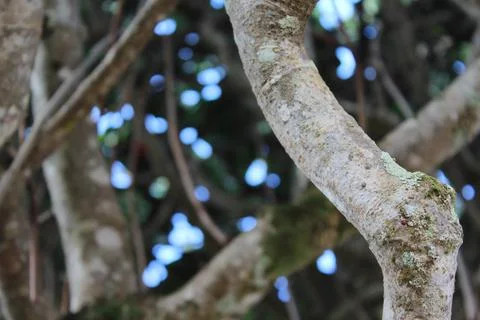 Aged branch in focus Stock Photos
