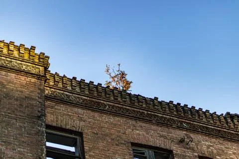 Aged Brick Wall with broken windows and growing tree Stock Photos
