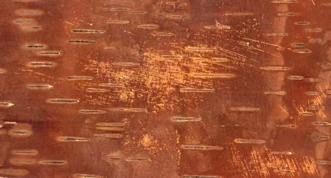 Aged brown inner side of birch bark 스톡 일러스트