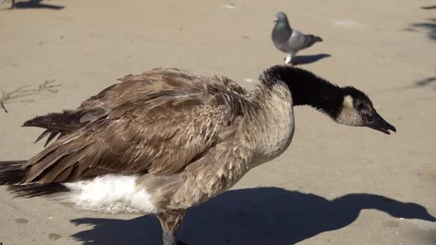 Aged Canadian Goose Walking Stock Footage