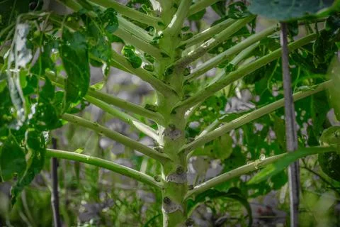 Aged carbagge turnip stem pattern against blurry background Stock Photos