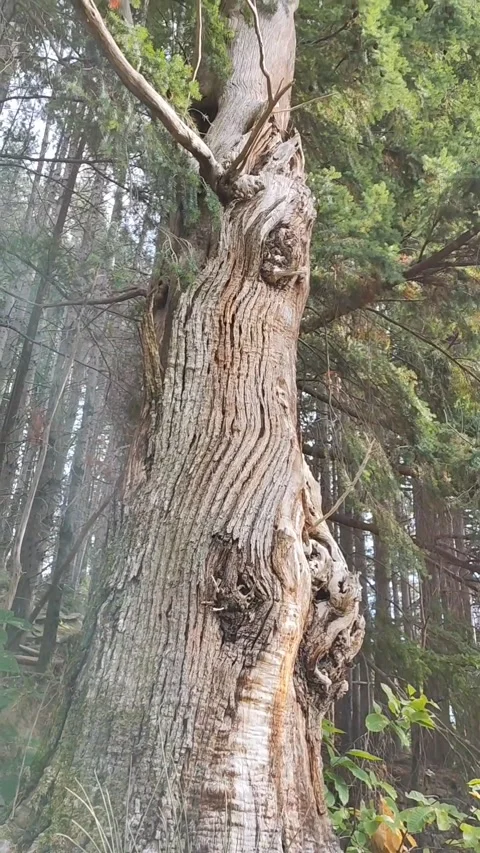 Aged chestnut tree trunk in a pine forest. Stock Footage 232478926