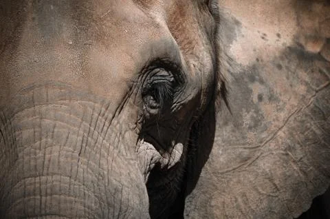 Aged elephant 스톡 사진