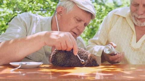 Aged examine afraid hedgehog with stethoscope and flashlight 스톡 동영상 114887935