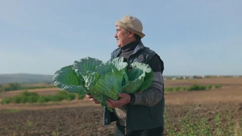 Aged hands lovingly hold a cabbage, symbolizing the commitment of a senior Stock Footage 327221312