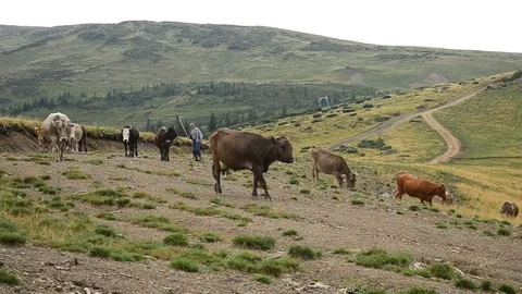 Aged herdsman leads cows on mountain valley in picturesque ukrainian Carpathians Video stock 77128591
