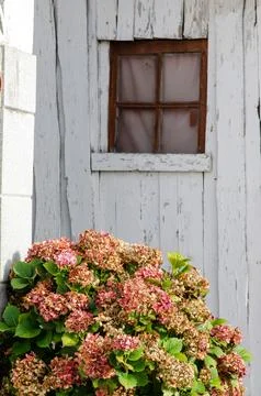 Aged Hydrangea Flowers in Bloom Next to Rustic White Wooden Shed Window Stock Photos
