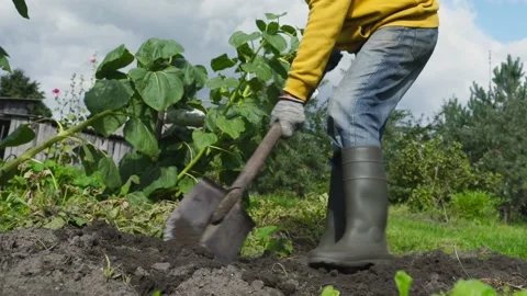 Aged man digs through vegetable garden in middle of farm Stock Footage 163537163