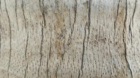Aged palm tree bark surface texture vertical lines stock photo detail 写真素材