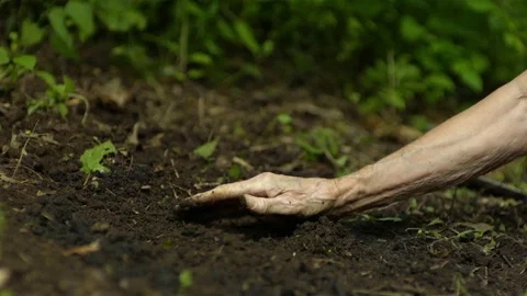 Aged person checking the soil in the garden Stock Footage 81215826