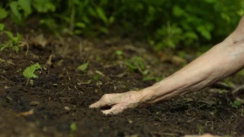 Aged persons hand digging the soil 스톡 동영상 81215334