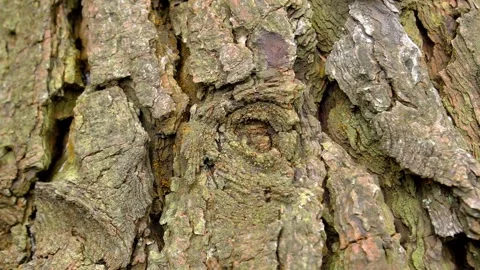 Aged pine tree bark texture Stock Footage 172133790