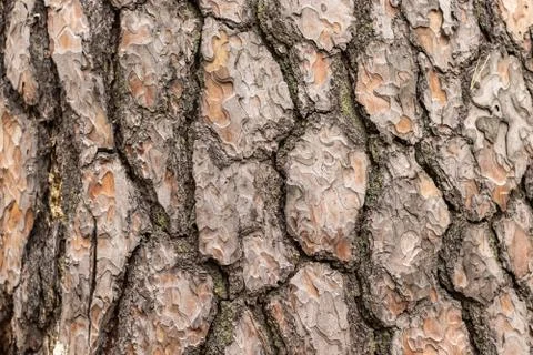 Aged Pine Tree trunk Bark Texture. Cracks Stock Photos