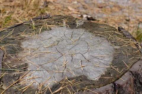 Aged stump of a pine tree, structure and texture of timber Stock Photos