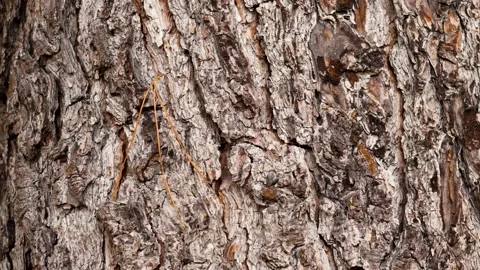 Aged texture of pine tree trunk bark in forest Stock Footage 288899653