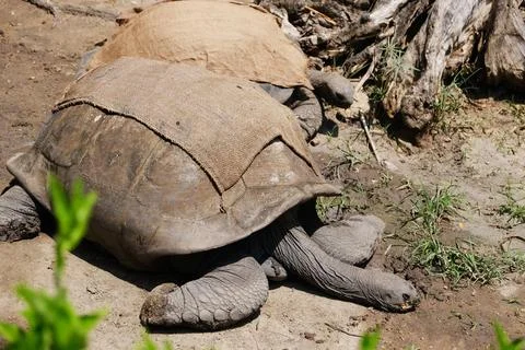Aged Tortoise Stock Photos