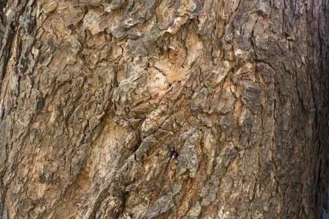 Aged Tree bark background texture Stock Photos