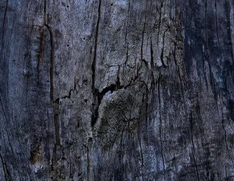 Aged Tree Bark with Deep Cracks and Dark Tones Stock Photos