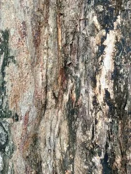 Aged Tree Bark: Rustic Natural Texture Stock Photos