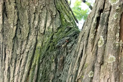 Aged Tree Bark with Sharp Texture for Natural Background Foto stock