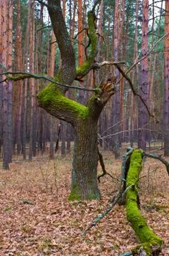 Aged tree in forest Stock Photos