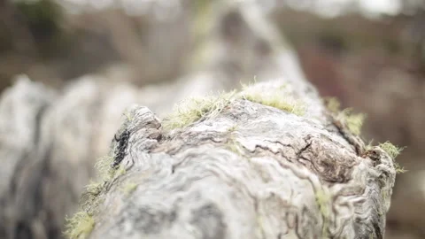 Aged tree trunk Stock Footage 158425547