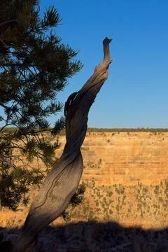 Aged tree trunk in partial shadow on the edge of the Grand Canyon, Arizona. Foto stock