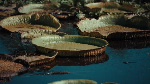 Aged Victoria amazonica pads float on dark water Stock Footage 336976029