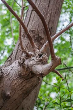 Aged walnut tree body Stock Photos