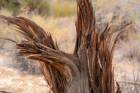 Aged wood texture on ground within the desert of Joshua Tree National Park Foto stock