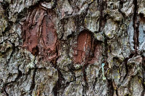 Aged worn tree bark close up with small moss Foto stock