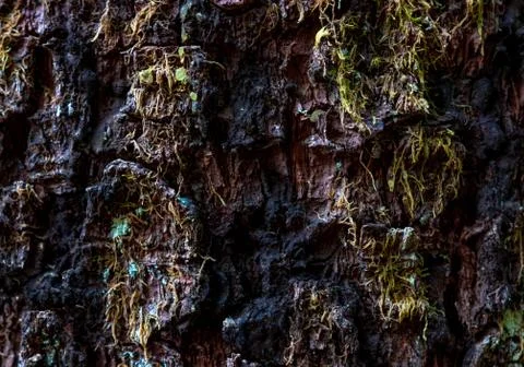 Aged worn tree bark close up with small moss Stock Photos