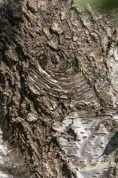 Ageing bark Foto stock