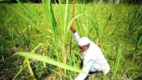 Ageing Man Look After Sugarcane Plants Stock Footage 293569775
