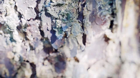 Ageing tree bark with green moss, weathered and infected tree bark in close-up Stock Footage 302197119