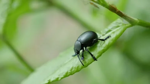 Agelastica alni black leaf beetle insect in natural environment 4K 2160p 30fp Stock Footage 67845013