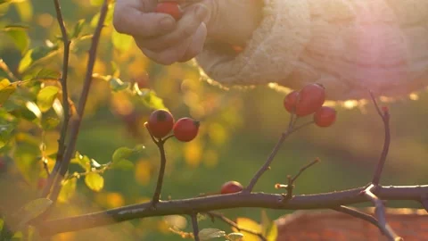 Ageless Harvesting Hands Stock Footage 235908095