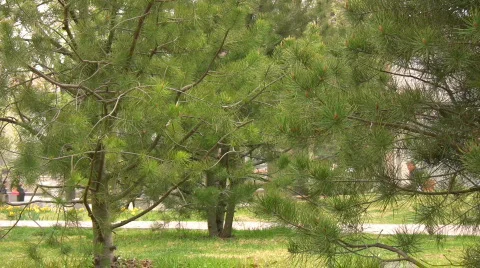 Agent 007 (ver2) Stock Footage 364637